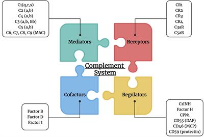 Frontiers | Complement System: An Immunotherapy Target In Colorectal Cancer